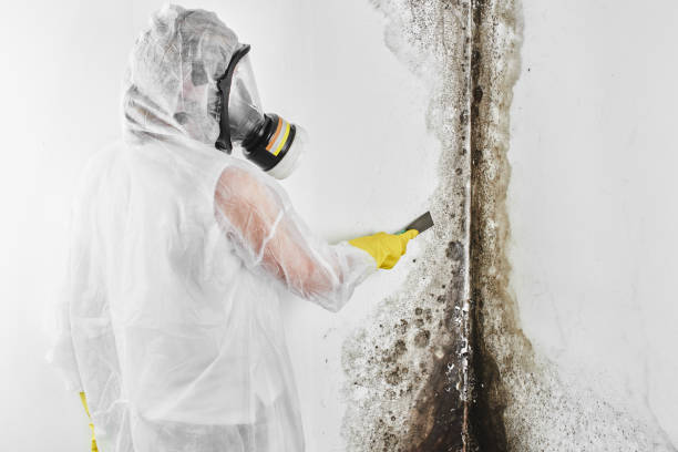 Best Attic Mold Removal  in Magalia, CA