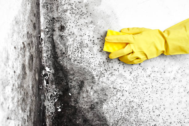 Best Local Mold Removal Service  in Magalia, CA