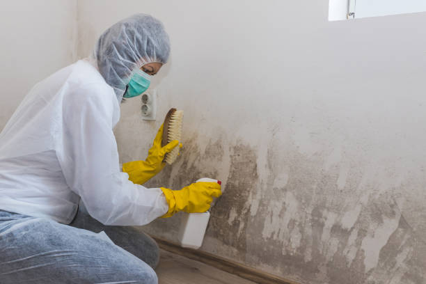 Best Mold Damage Repair  in Magalia, CA