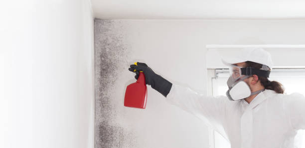 Best Toxic Mold Removal  in Magalia, CA