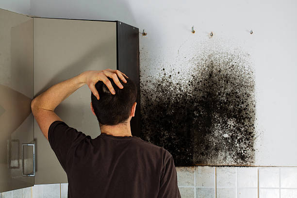 Best Certified Mold Removal  in Magalia, CA
