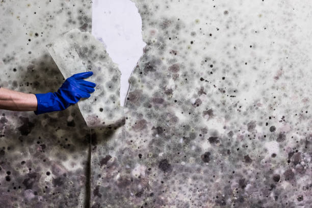 Best Office Mold Removal Services  in Magalia, CA