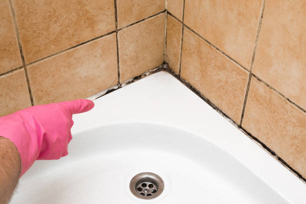 Best Local Mold Removal Service  in Magalia, CA